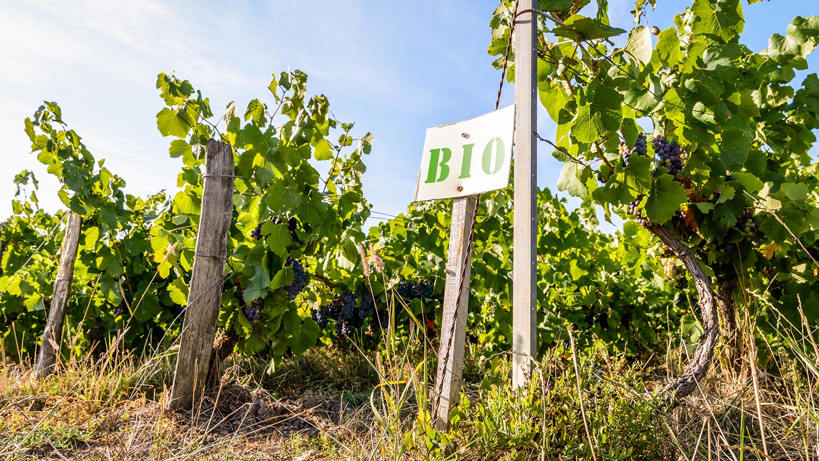 Pestecidas: no problema